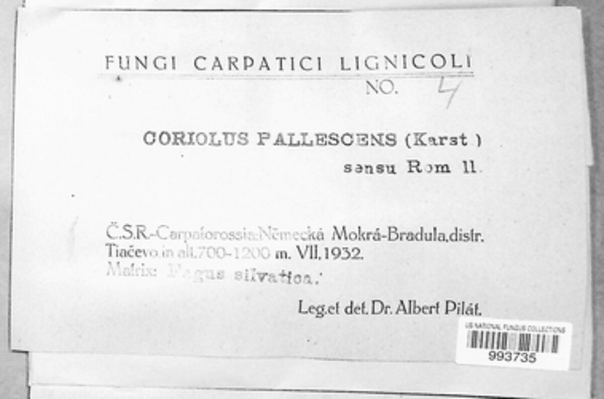 Antrodiella pallescens image